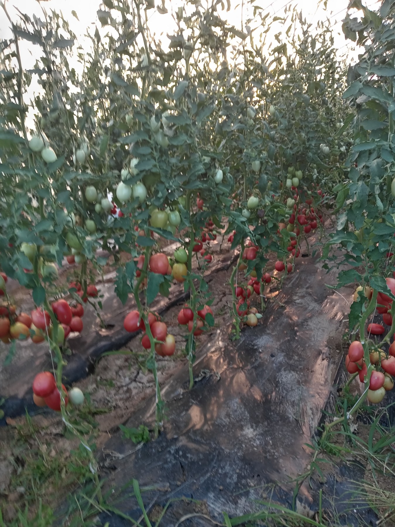 Slika Farme PG Tešanović