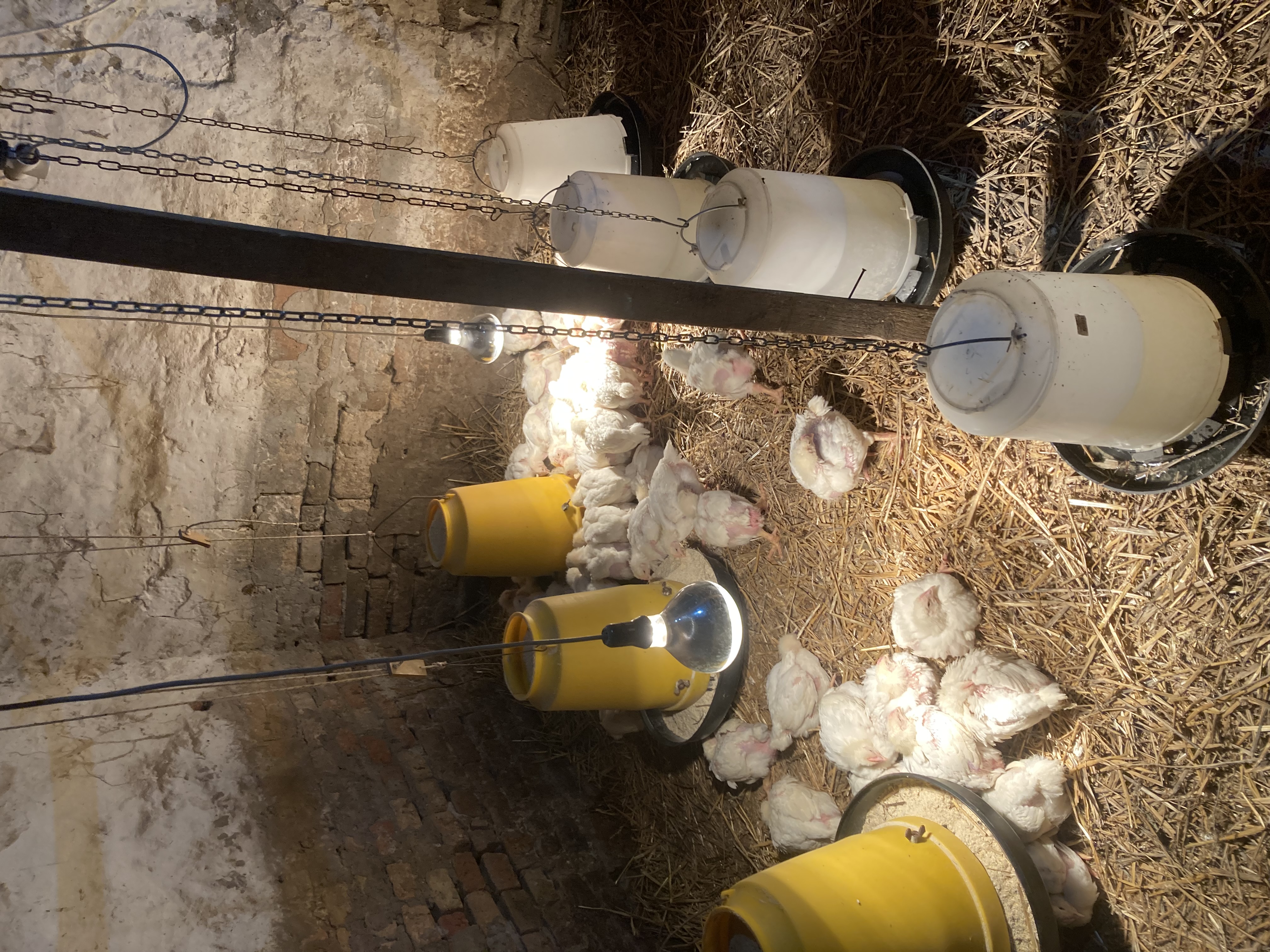 Slika proizvoda Sveže očišćeni tovni pilići