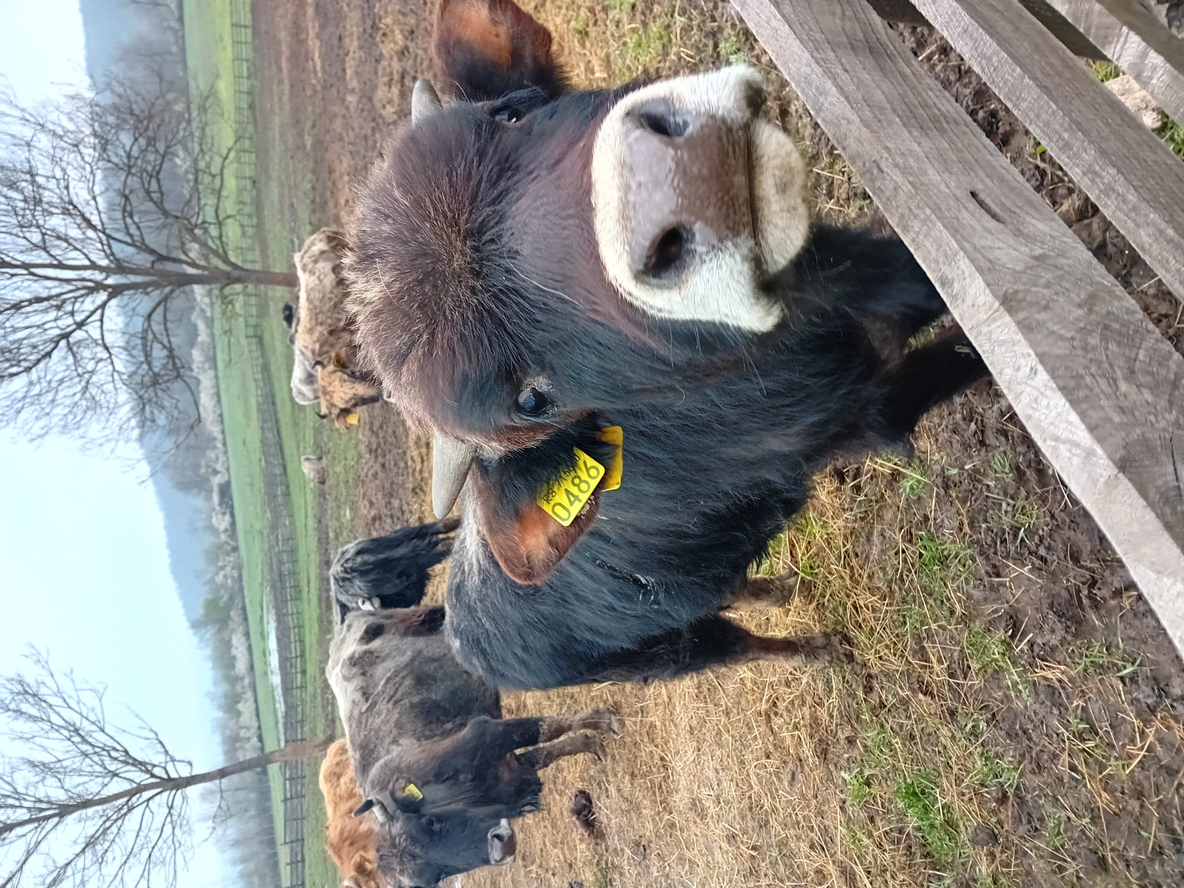 Slika proizvoda Teleće meso od Buše paket 10 kg