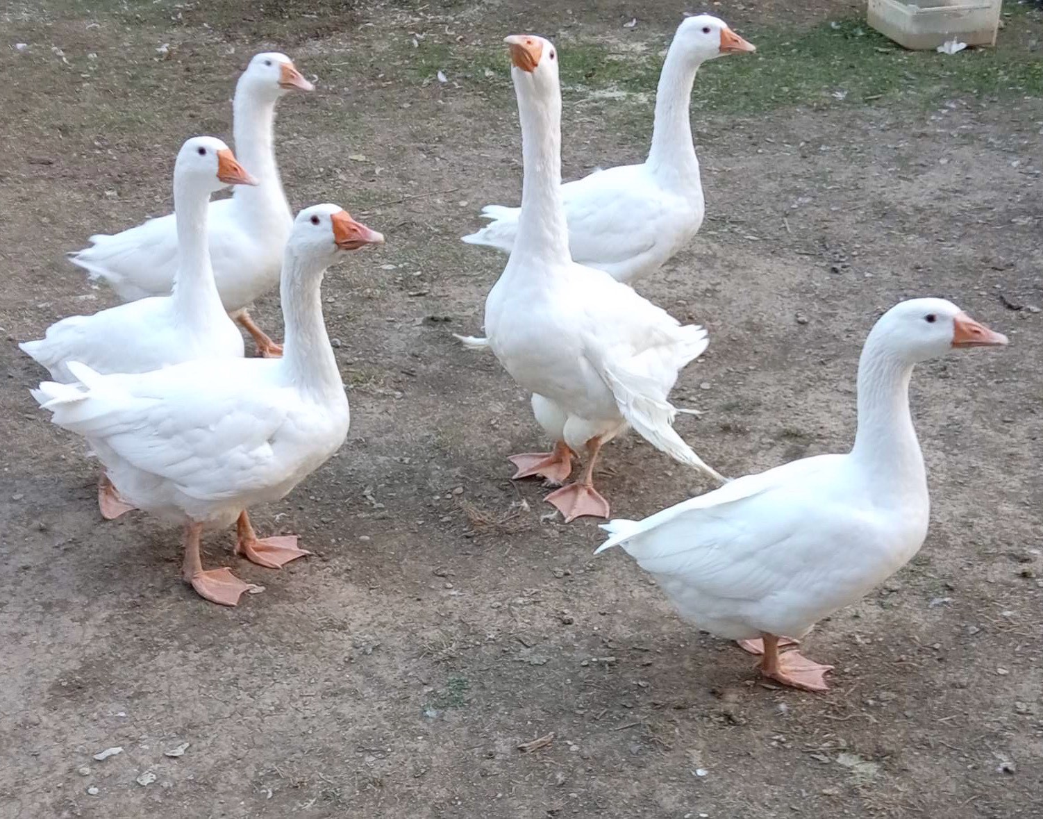 Slika proizvoda Gucije meso