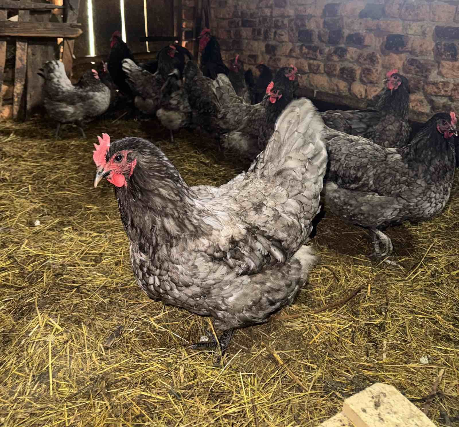 Slika proizvoda Domaća jaja